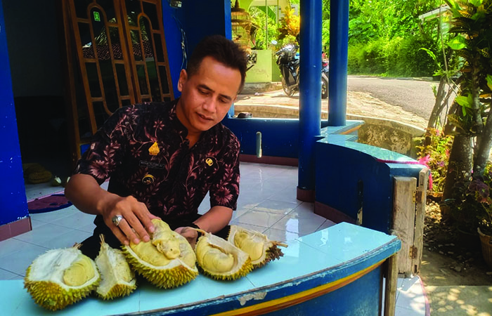 Kades Hulosobo Bangun Tri Utomo tengah menikmati durian hasil dari petani Desa Hulosobo, Jumat (15/12).&nbsp;