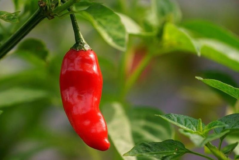 Ilustrasi tanaman cabai. (alodokter.com)