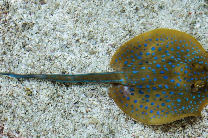 Spesies ikan pari jawa yang dinyatakan punah. (cydem.co.id)