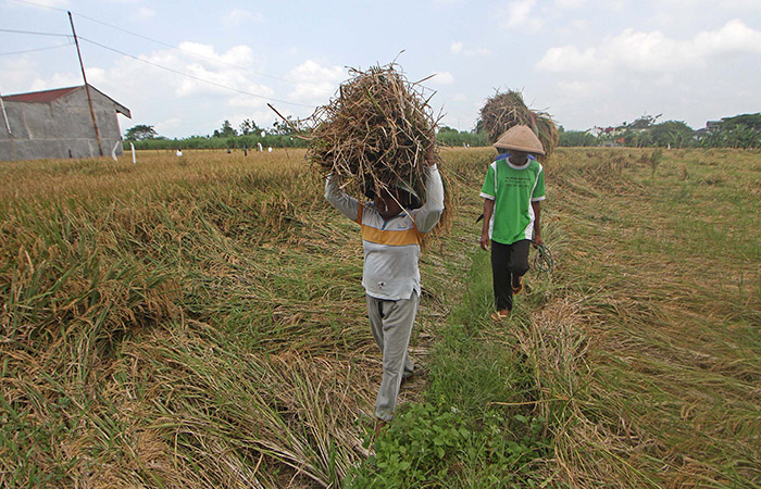 Petani mengangkut gabah di areal persawahan wilayah Sorosutan, Kemantren Umbulharjo, Kota Jogja, beberapa waktu lalu.