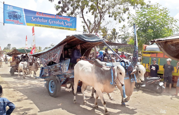 FESTIVAL:&nbsp;Suasana festival gerobak sapi yang digelar di kalurahan Caturharjo, Sleman beberapa waktu lalu.