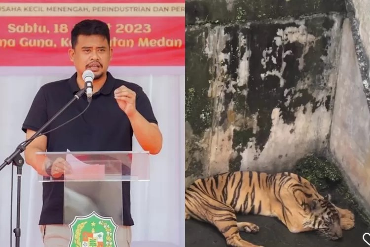 Bobby Nasution dikritik soal Harimau Sumatera jatuh sakit di Medan Zoo. ( Instagram @bobby_nst dan @medanviralinfo)
