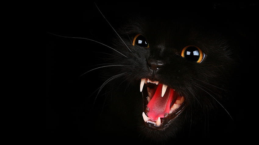 Ilustrasi Kucing Hitam.
