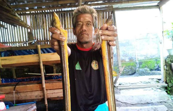 BESAR: Suwardi menunjukkan belut hasil budi dayanya. Ia kini juga mengembangkan aneka olahan dari kolamnya sendiri di Padukuhan Sabrang Wetan, Wukirsari, Cangkringan, Sleman.DOK PRIBADI&nbsp;