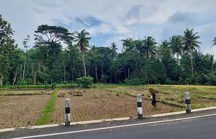 BERTAHAN: Petani membawa jerami dengan cara disunggi usai panen di sawah area Kapanewon Nanggulan, Kulon Progo.Anom Bagaskoro/Radar Jogja