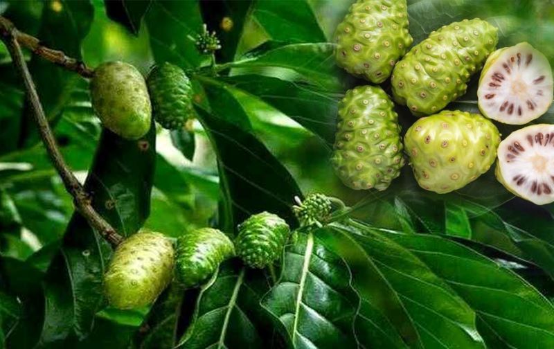 Buah mengkudu kaya akan manfaat bagi kesehatan.