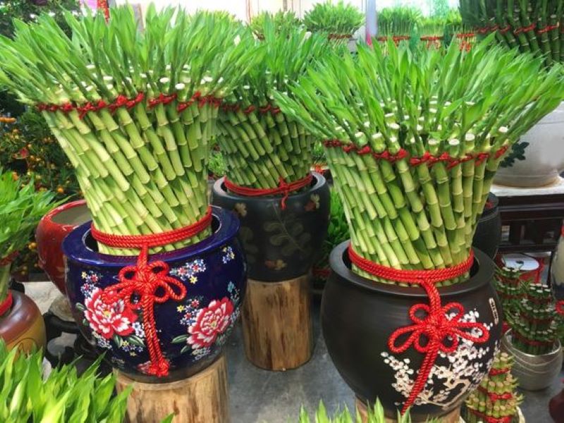 Tanaman Hias Bambu Hoki.