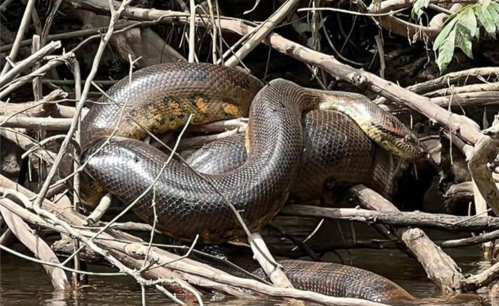 Potret Anaconda raksasa yang ditemukan di Hutan Amazon