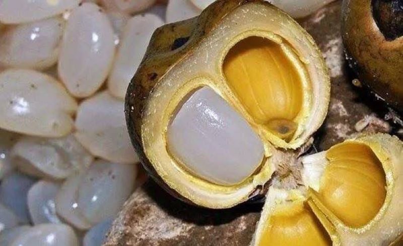 Buah kolang kaling yang biasa di olah untuk menu takjil. Berikut manfaat untuk kesehatan.