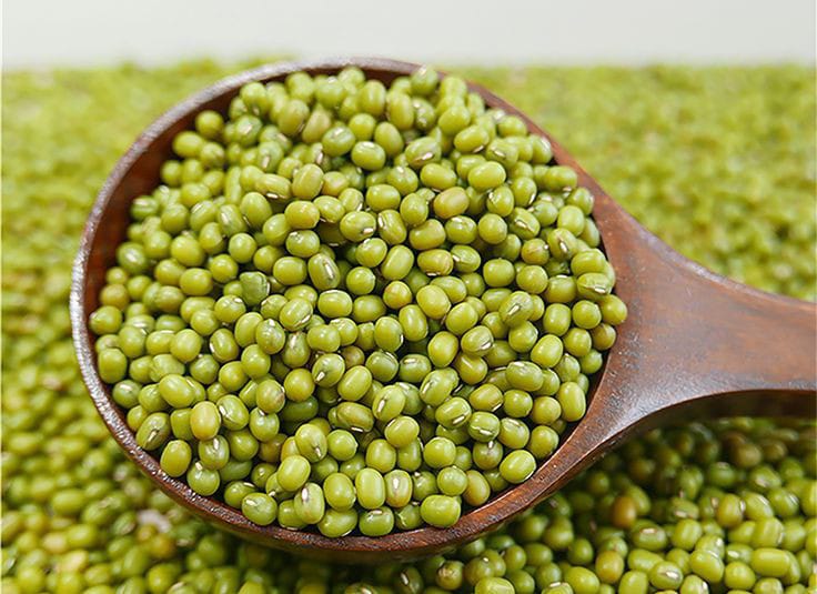 Kacang hijau kaya akan manfaat untuk kesehatan tubuh.