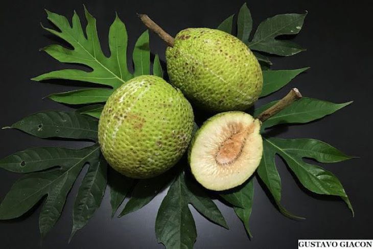 Buah sukun.
