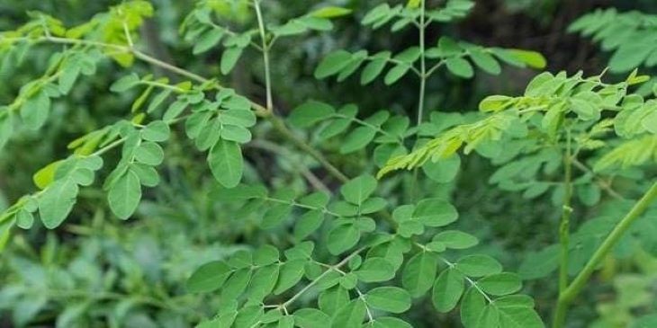 Daun kelor.