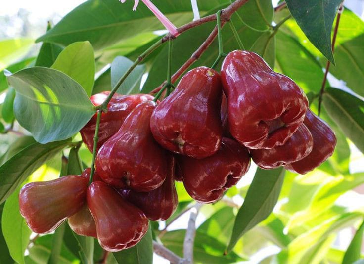 Jambu air.
