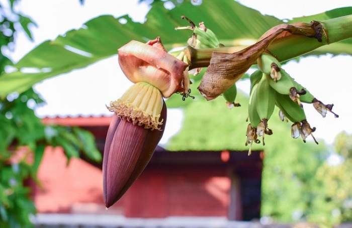 Jantung pisang yang kaya akan manfaat untuk kesehatan.