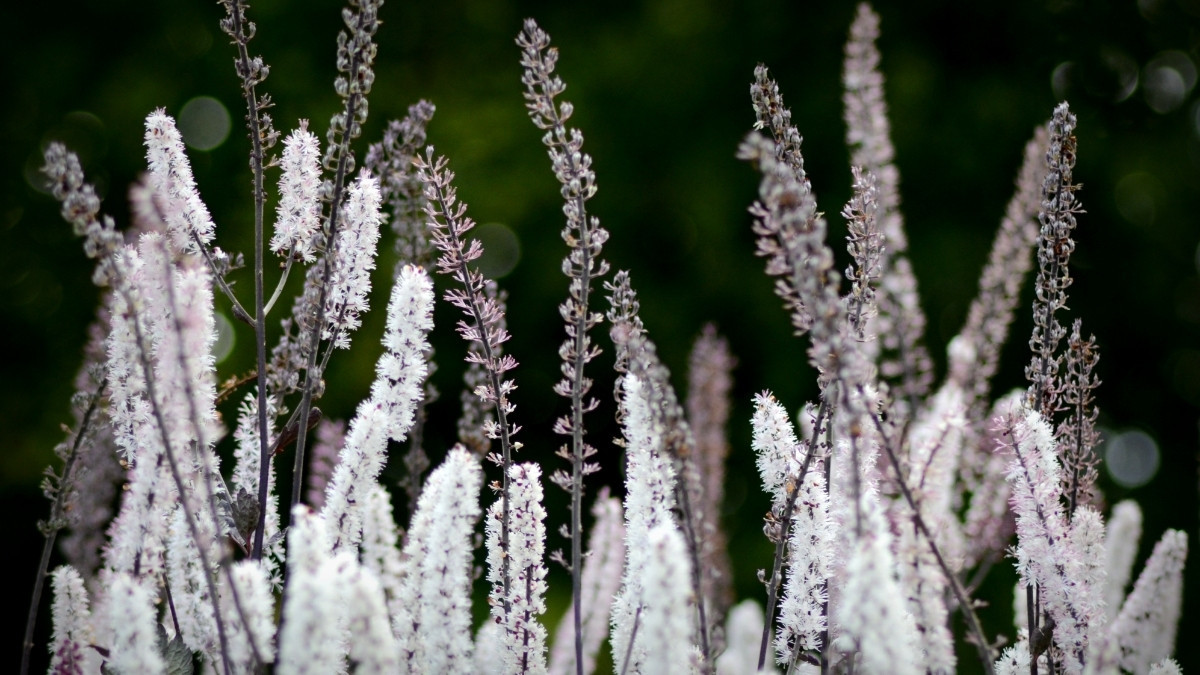 Black cohosh, atau Actaea racemosa, merupakan tanaman obat yang telah lama digunakan dalam pengobatan tradisional karena banyak manfaat kesehatannya yang luar biasa.