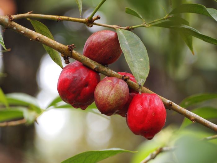 buah mahkota dewa dengan segudang manfaat