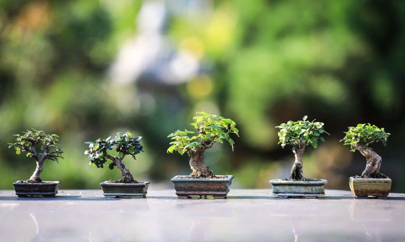 Tanaman hias, bonsai.