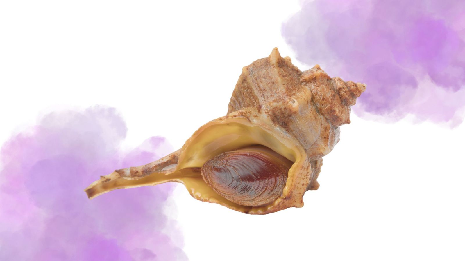 ilustrasi warna ungu dari ekstraksi siput bolinus brandaris