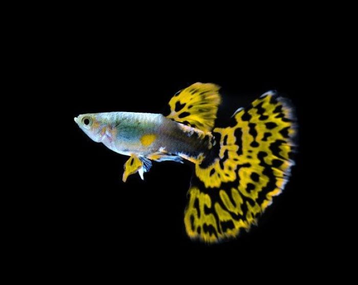 Caption Foto : Ikan Guppy