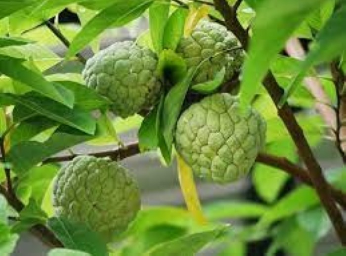 Buah srikaya.