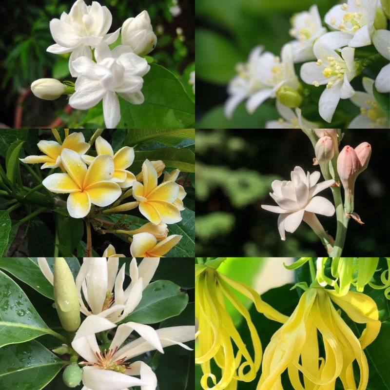 Beberapa bunga yang menyimpan misteri di balik keindahannya.