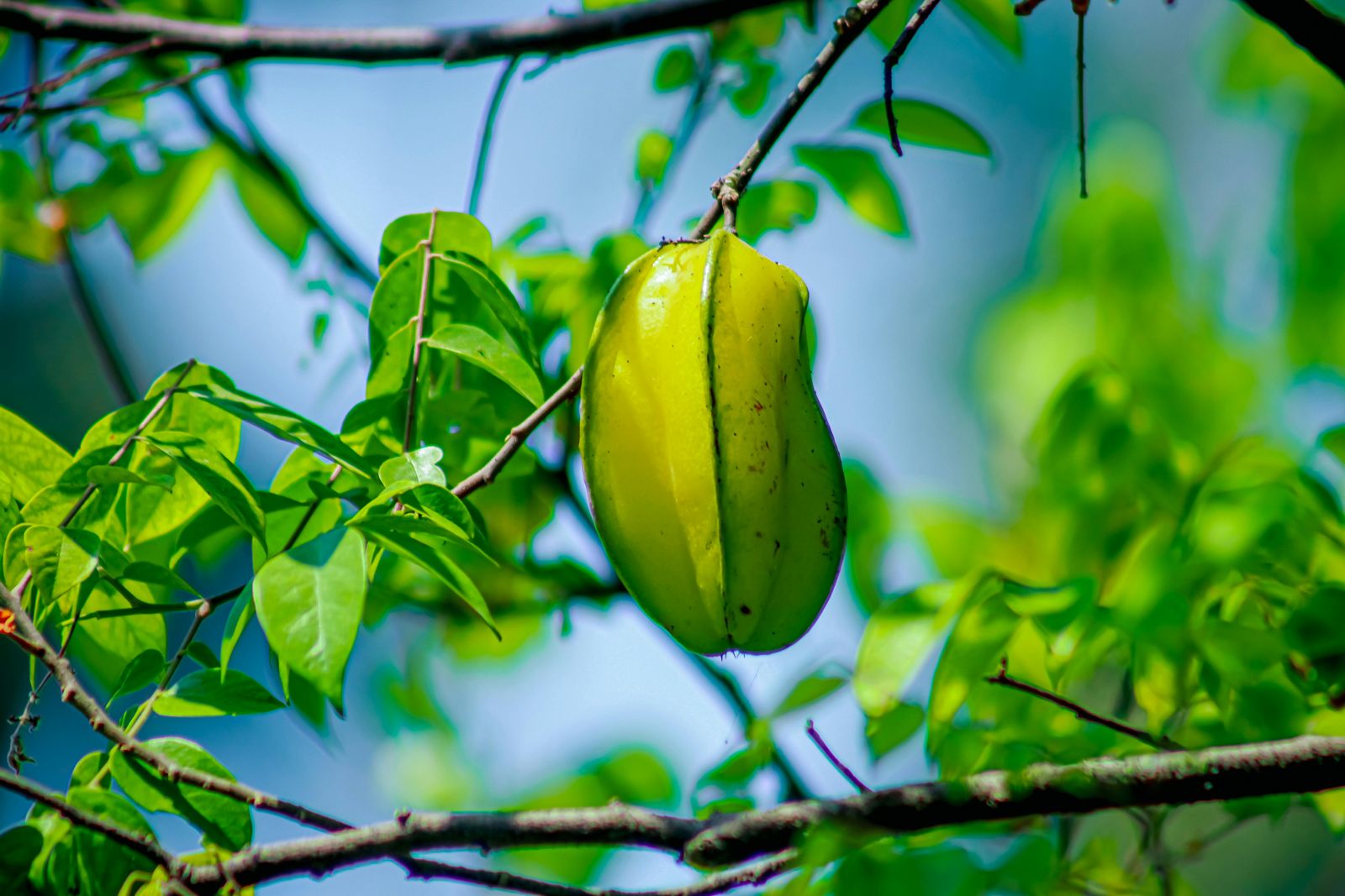 buah belimbing