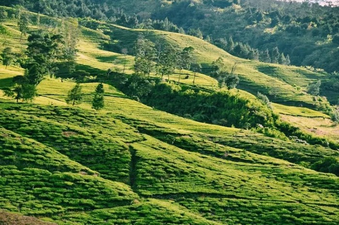 Kebun Teh Bedakah menjadi salah satu wisata yang paling digemari dan cantik di Wonosobo.
