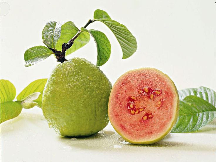 Jambu biji