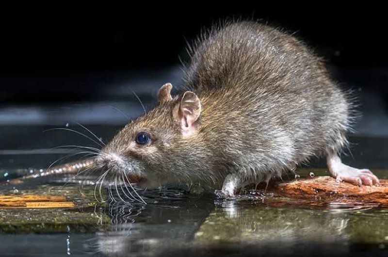 Tikus hewan yang bisa menjadi pemicu penyakit leptospirosis.