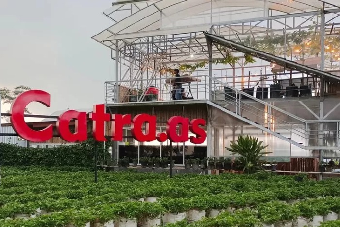 Wisata petik buah strawberry di Kota Wonosobo yang bernama Catra.as.