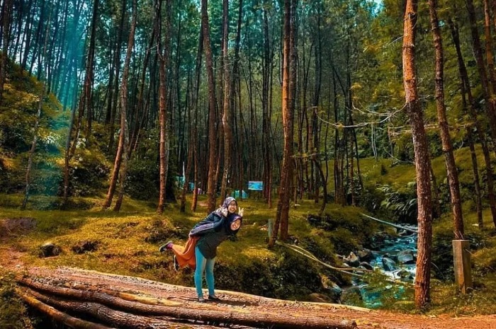 Mengintip keseruan tempat lepaskan penat di Wonosobo, ada destinasi wisata alam Hutan Pinus Purwojiwo.