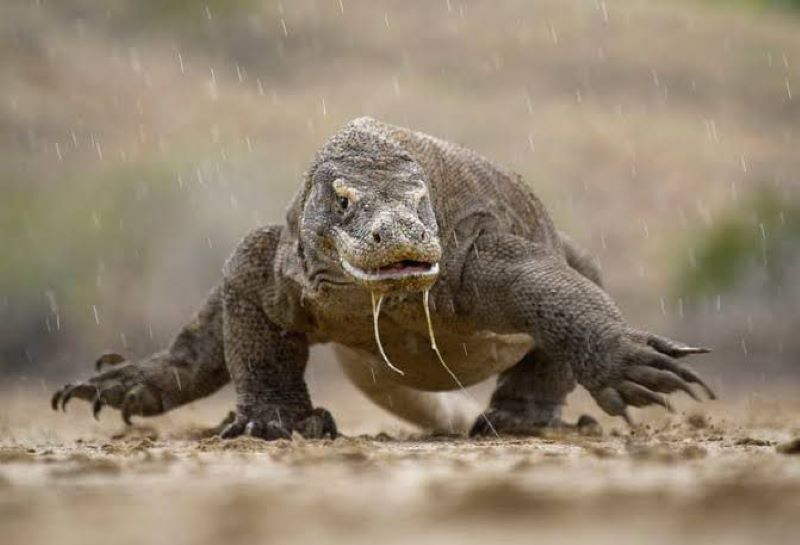 Komodo salah satu satwa beracun di Indonesia.