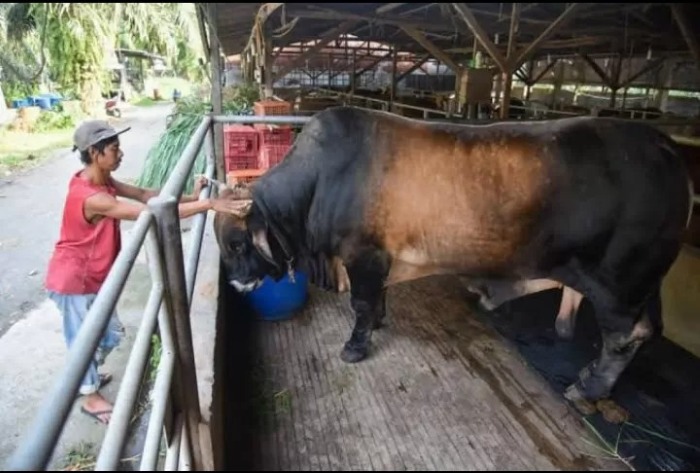 Presiden Jokowi Kurban 68 Ekor Sapi. (Radar Lawu &ndash; Jawa Pos)