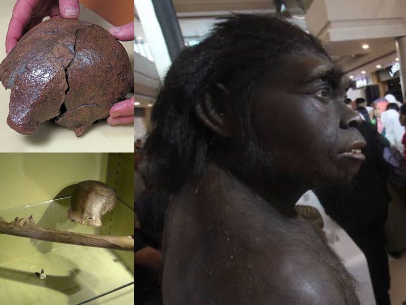 Sangiran II, fosil tengkorak bagian atas Homo Erectus, temuan fosil di Trinil, dan gambaran hidup dari manusia purba Jawa.