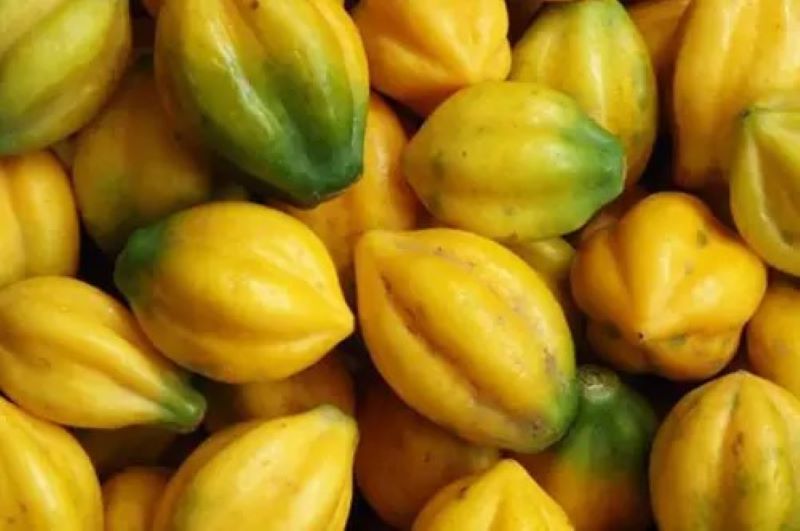 Buah Carica.