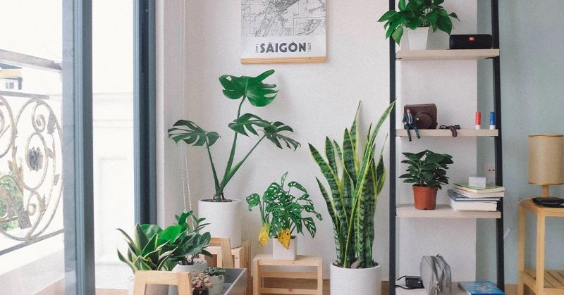 Beragam tanaman indoor yang kaya manfaat kesehatan dan kualitas udara dalam rumah.