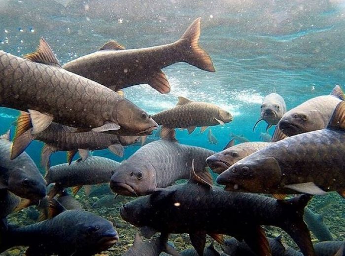 &nbsp;Ikan Dewa dan mitos yang beredar di Masyarakat Kuningan