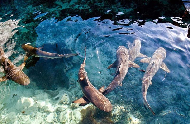 Pengalaman berenang dengan hiu di Karimunjawa