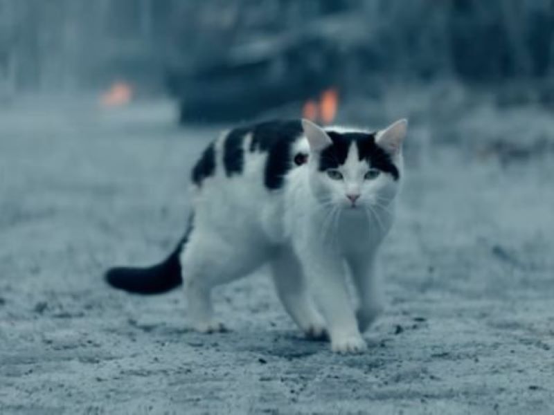 Penjelasan mengenai Frodo, si kucing pendiam yang setia.