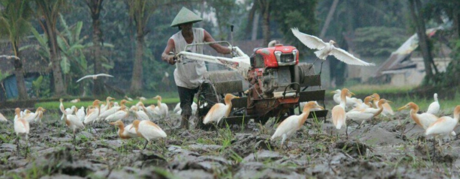 Pemandangan burung-burung Kuntul pada sawah di Desa Ketingan.   (unycommunity.com)