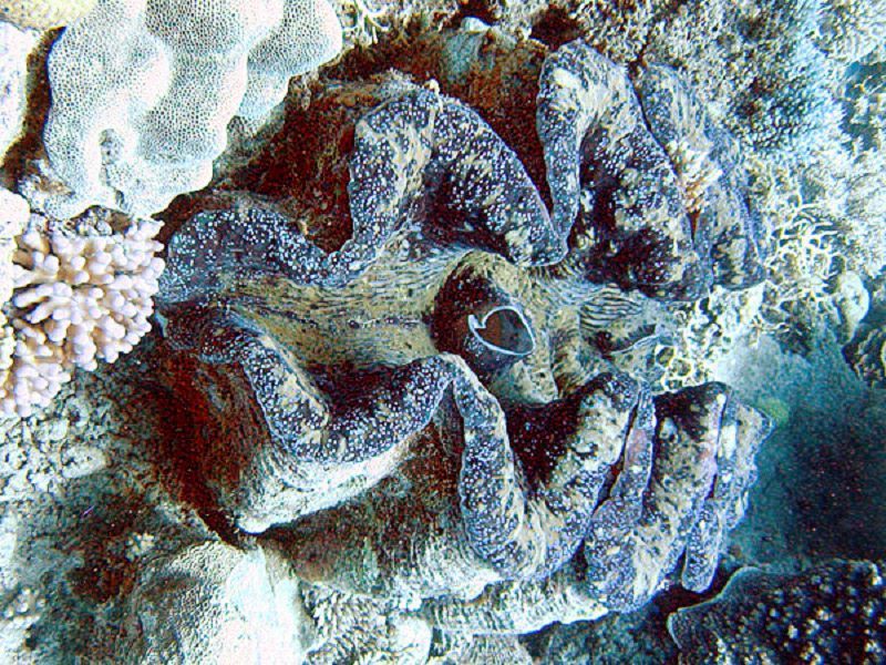 Mengenal Kima: Kerang Purba Raksasa yang Menjaga Keseimbangan Ekosistem Laut Indonesia.