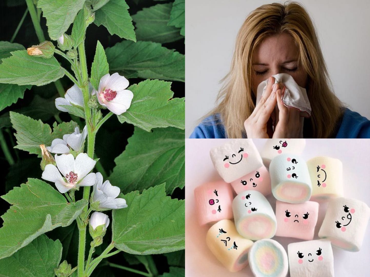 Kolase marshmallow dan bahan dasarnya yang bisa menyembuhkan beberapa penyakit ringan.   (pinterest.com)