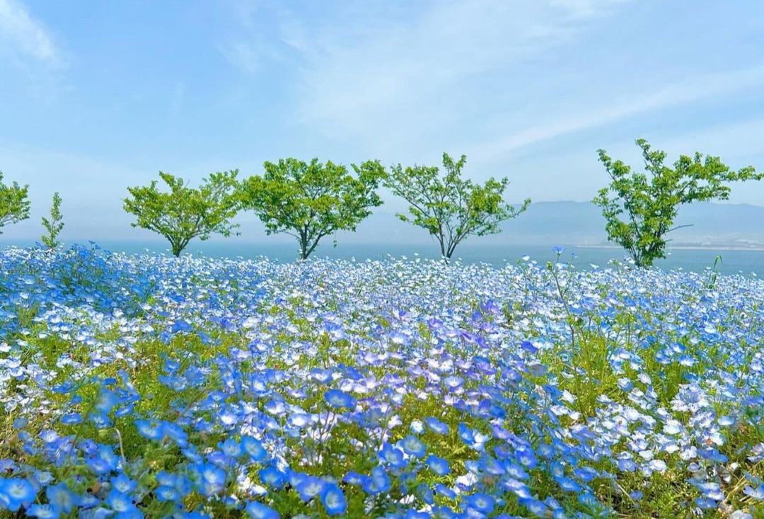 Pemandangan yang menarik di ladang bunga Nemophila   (instagram.com/dhea_m1309)