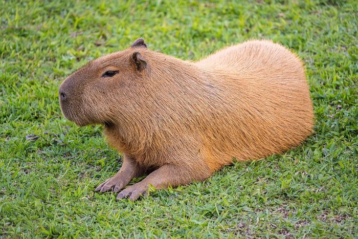 Sebagai hewan pengerat besar ini fakta-fakta menarik tentang capybara
