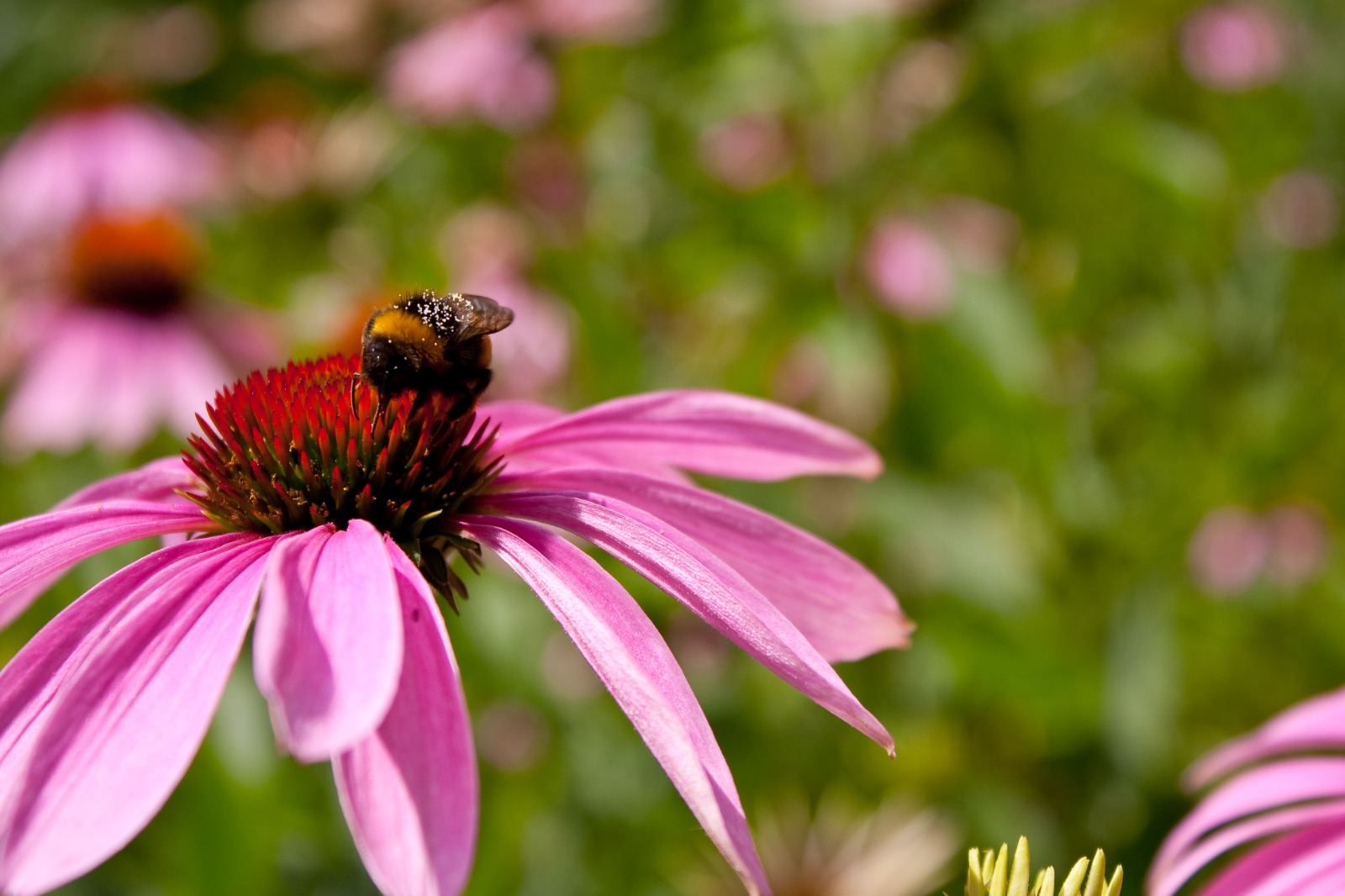 Bentuk tanaman herbal Echinacea jika dilihat dari dekat   (freepik.com)