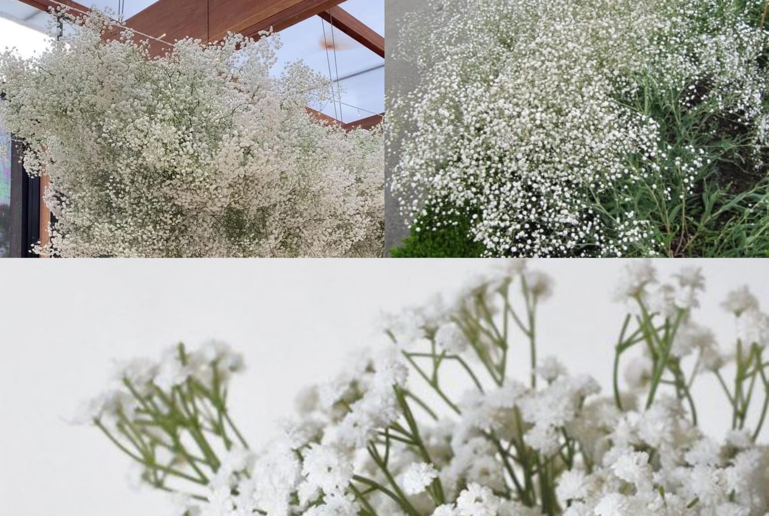 Kesederhanaan yang membangun keindahan pada Bunga Baby Breath  ( pinterest.com
