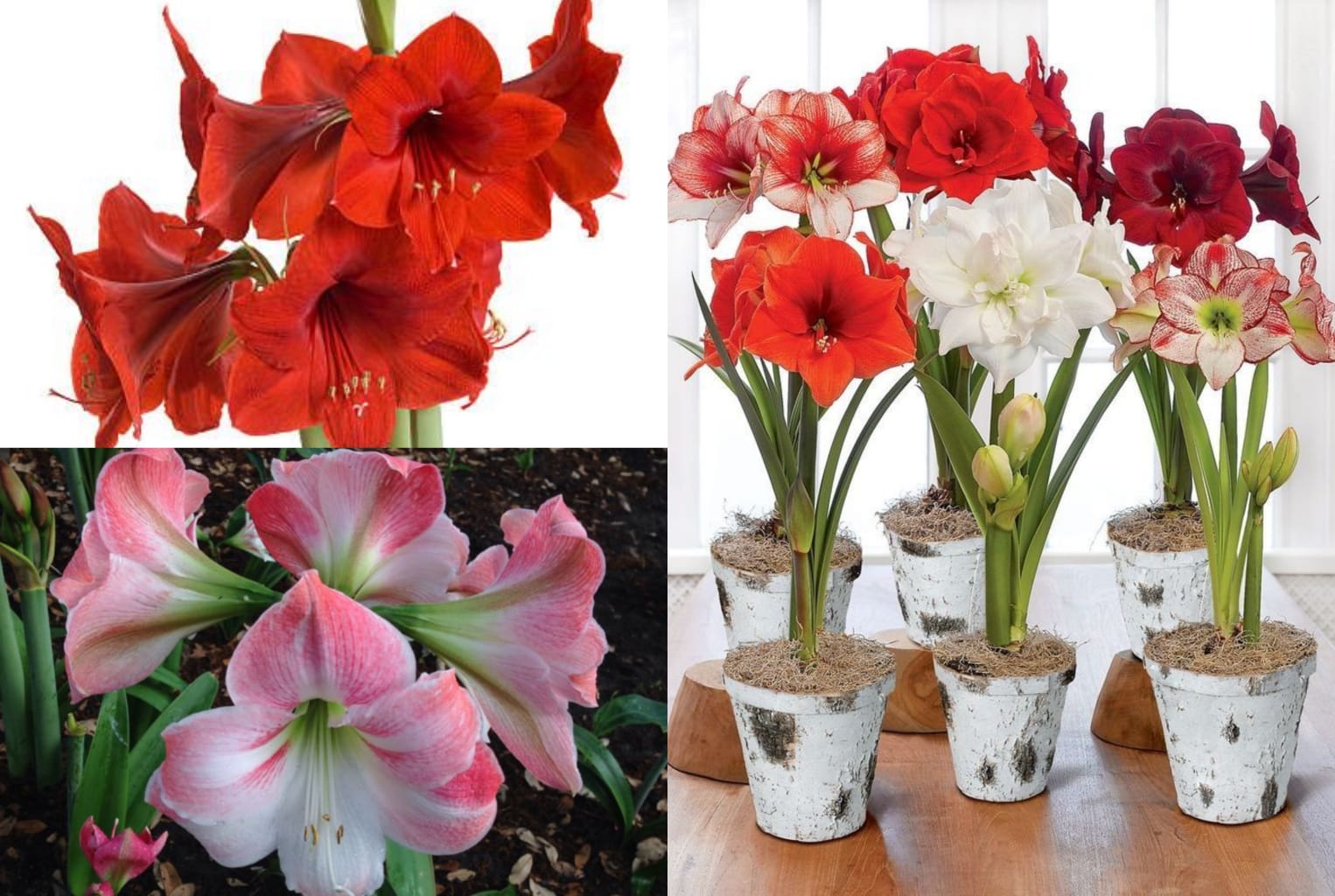 Tampilan menarik dari Bunga Amaryllis   ( pinterest.com )
