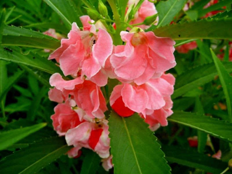 Tanaman Pacar Air dengan bunga berwarna pink.