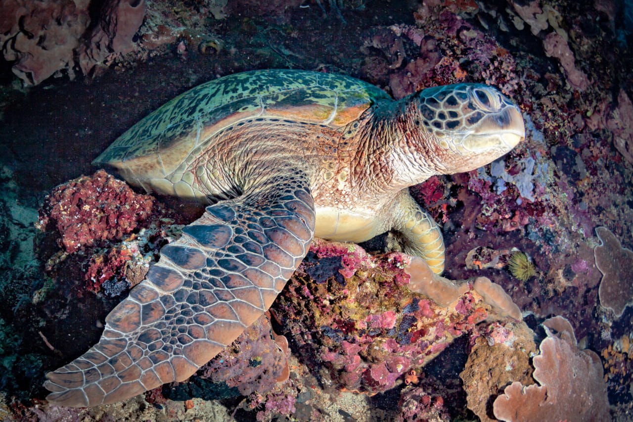 Bentuk rupa dari penyu hijau, salah satu fauna laut yang tergolong langka   ( dispar.kaltimprov.go.id )