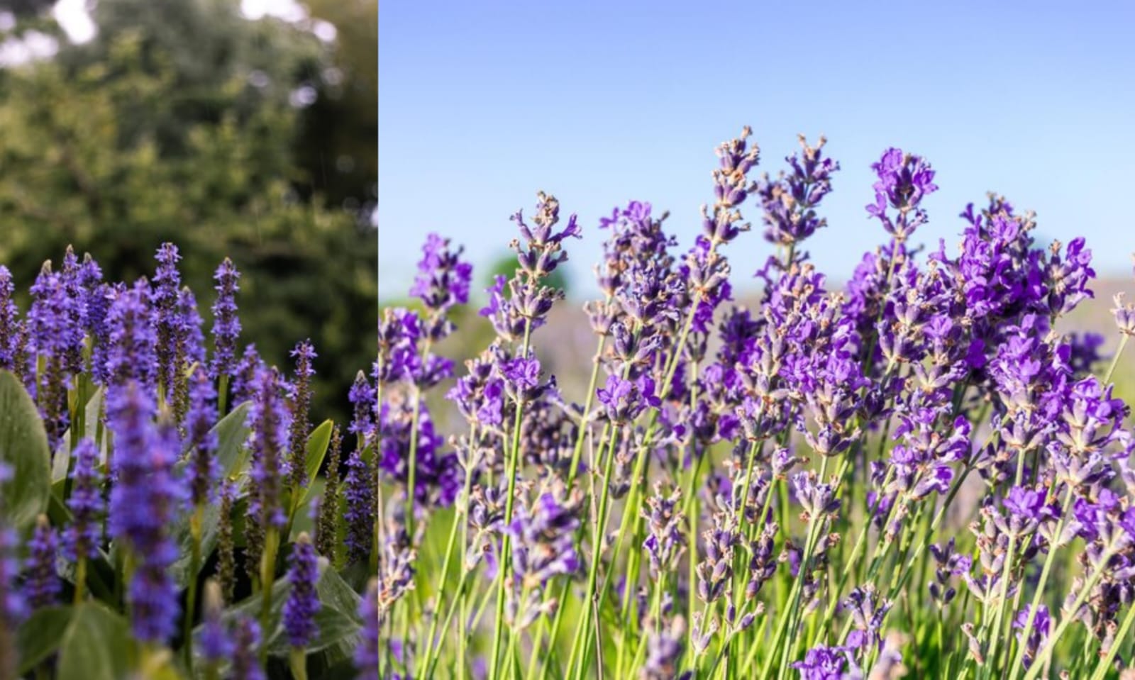Keindahan Bunga Lavender, pesona ungu yang tak pernah gagal memikat  hati   ( freepik.com )